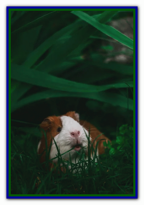 دوستی با خوکچه هندی تربیت خوکچه هندی - دستی کردن خوکچه هندی - بازی با خوکچه هندی - بیماری های خوکچه هندی- نکات مراقبت از خوکچه هندی - غذای خوکچه هندی - دست‌آموز کردن خوکچه هندی - نگهداری از خوکچه هندی در خانه