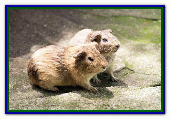 دوستی با خوکچه هندی تربیت خوکچه هندی - دستی کردن خوکچه هندی - بازی با خوکچه هندی - بیماری های خوکچه هندی- نکات مراقبت از خوکچه هندی - غذای خوکچه هندی - دست‌آموز کردن خوکچه هندی - نگهداری از خوکچه هندی در خانه