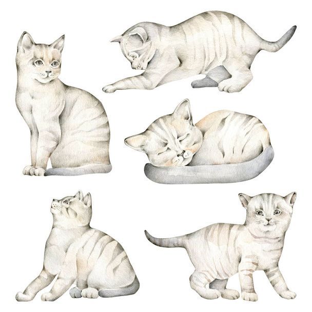 نگهداری از گربه در خانه - تربیت گربه خانگی - بهداشت گربه - نکات مراقبت از گربه - غذای گربه