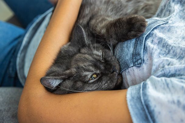 نگهداری از گربه در خانه - تربیت گربه خانگی - بهداشت گربه - نکات مراقبت از گربه - غذای گربه