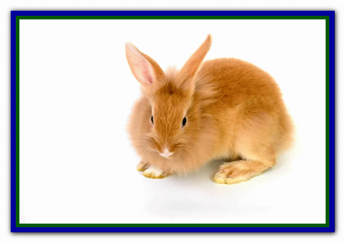 تربیت و نگهداری از خرگوش