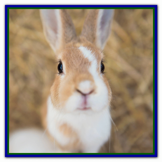 تربیت و نگهداری از خرگوش