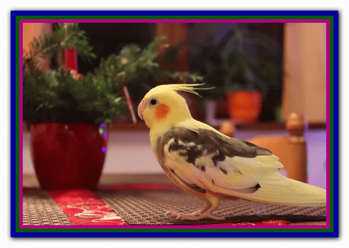 نگهداری و مراقبت از عروس هلندی