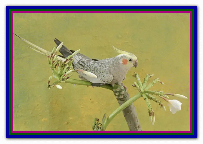 نگهداری و مراقبت از عروس هلندی