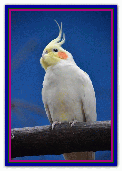 نگهداری و مراقبت از عروس هلندی