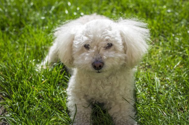 نگهداری سگ در خانه - تربیت سگ - نکات مراقبت از سگ - غذای سگ