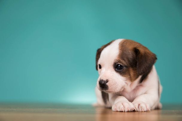 نگهداری سگ در خانه - تربیت سگ - نکات مراقبت از سگ - غذای سگ