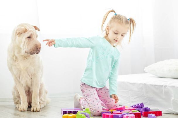 نگهداری سگ در خانه - تربیت سگ - نکات مراقبت از سگ - غذای سگ