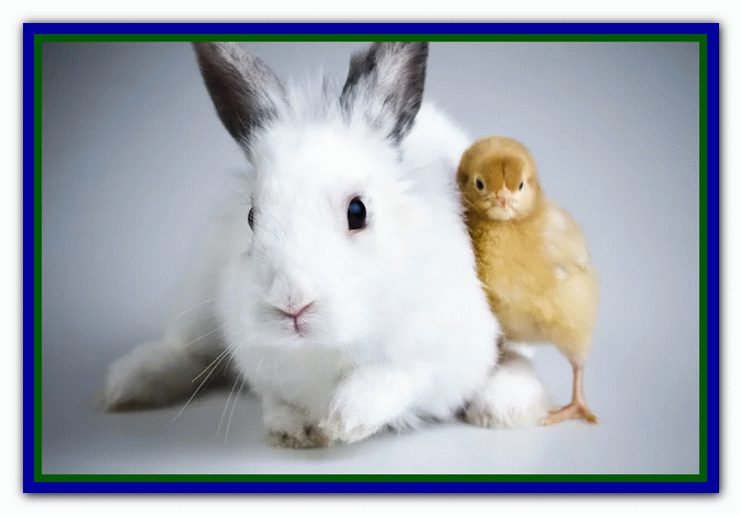 تربیت و نگهداری از خرگوش